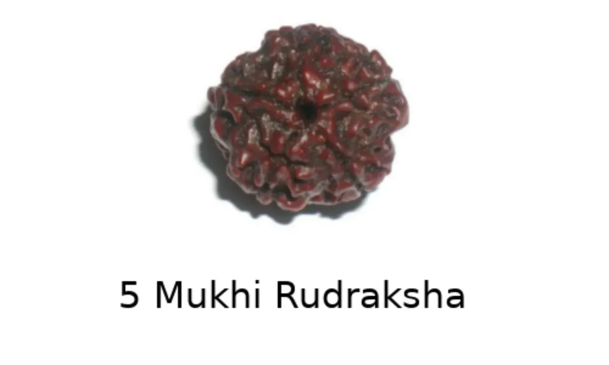 Rudraksha Manka