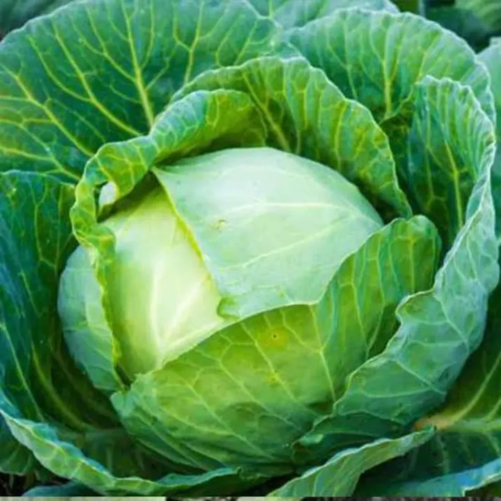 Cabbage Hybrid Green