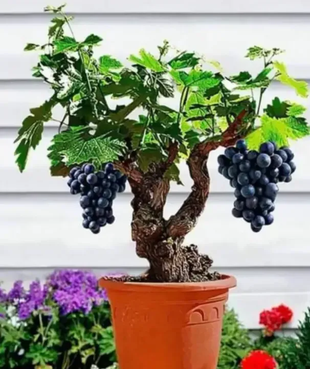 Bonsai Grape Plant