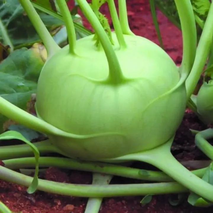 Green knob Khol Seeds