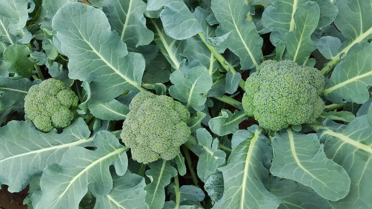 Broccoli Lucky Seeds