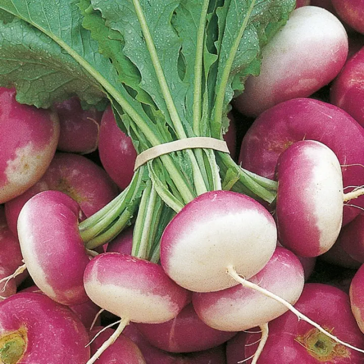 Turnip Purple Top Seeds