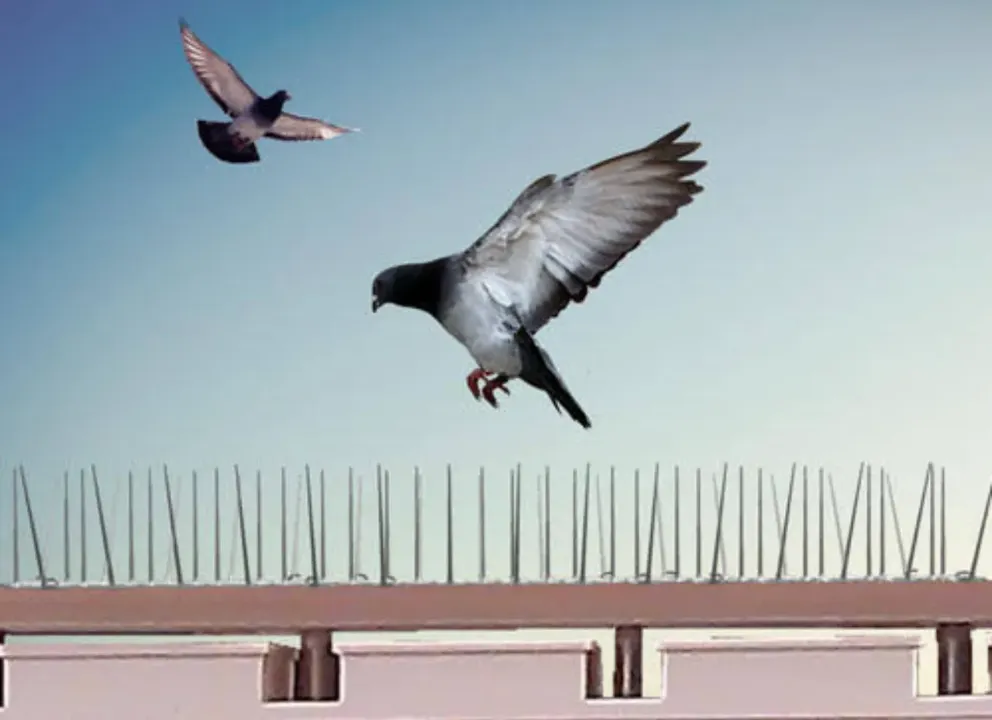 Pigeon/Birds Control