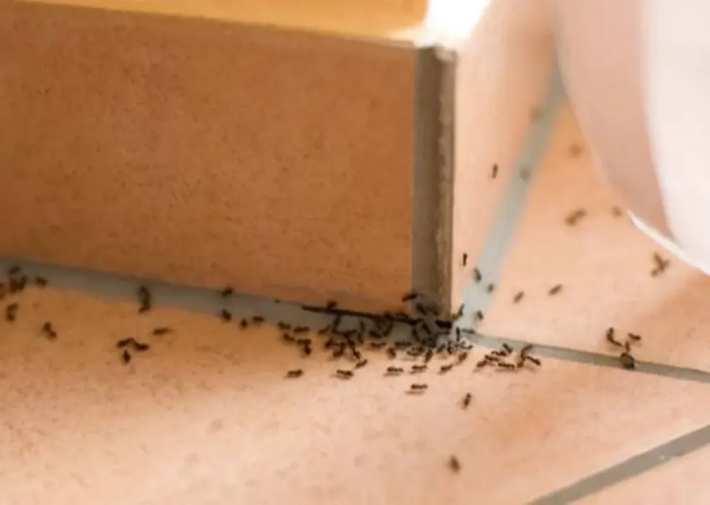Ant Control Treatment