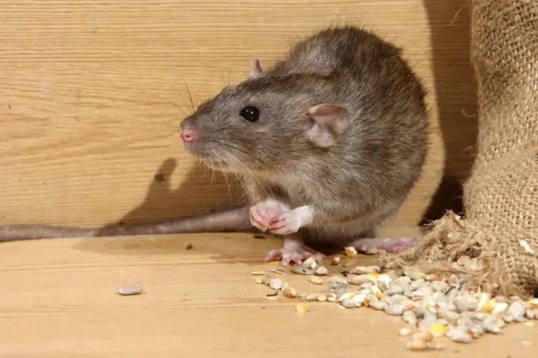 Rodent/Rat Control