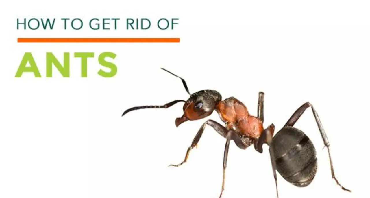 Ants Repellent