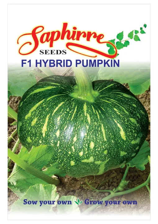 F1 Hybrid Pumpkin