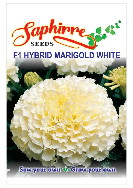 F1 Hybrid Marigold White