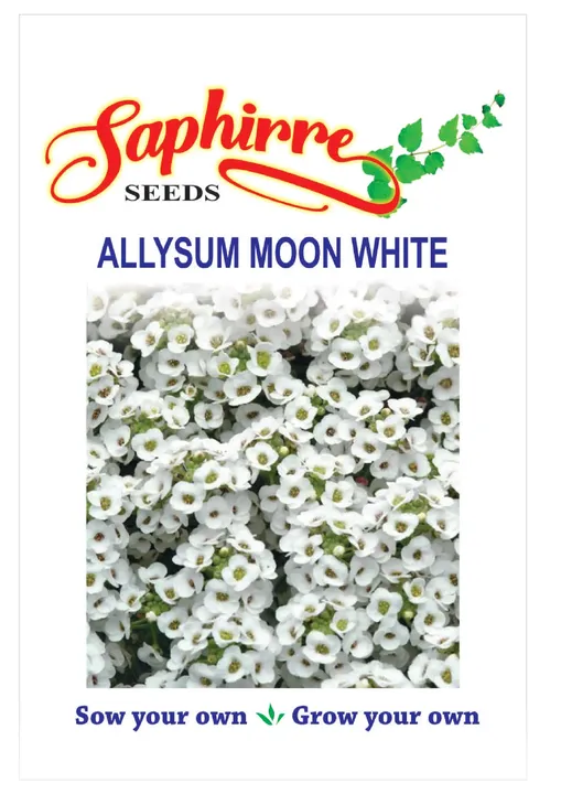 Alyssum Moon White