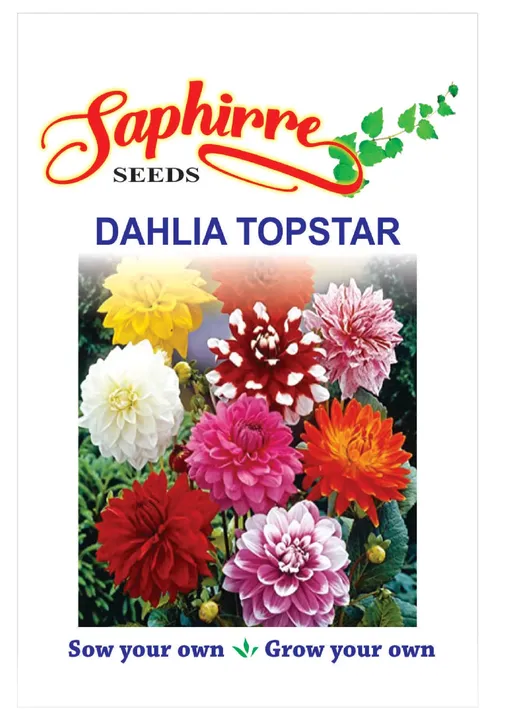 Dahlia Thopstar
