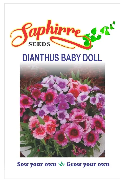 Dianthus Baby Doll