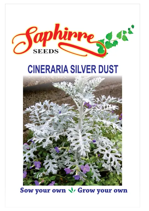 Cineraria Silver Dust
