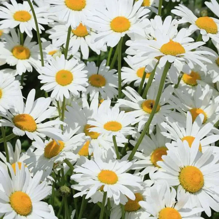 Chrysanthemum White