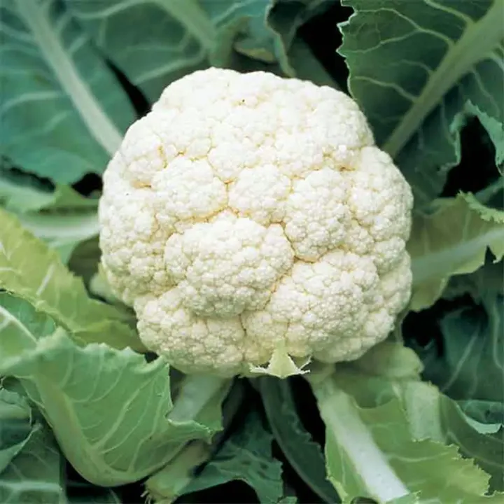 Cauliflower Seasonal