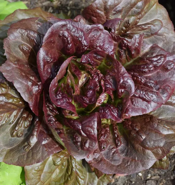 Lettuce Grand Red