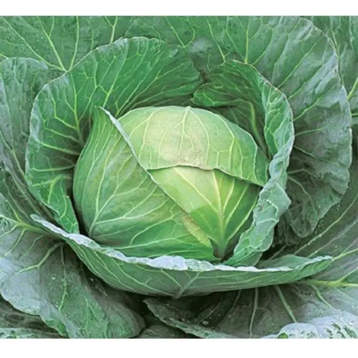 Cabbage Hybrid Green