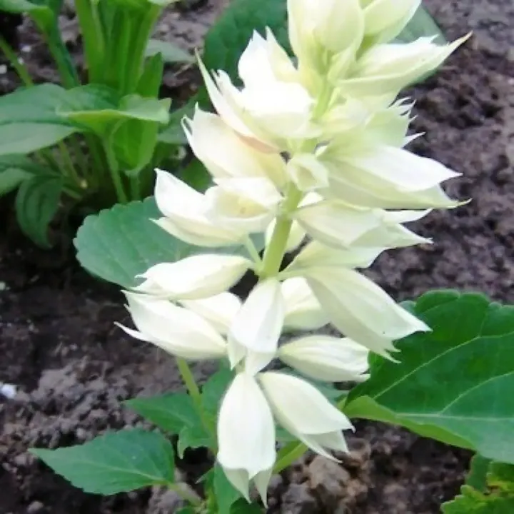 Salvia White