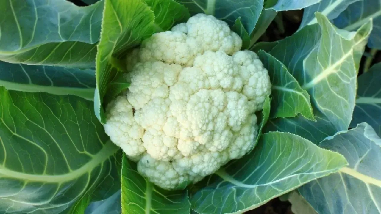 Cauliflower Seasonal
