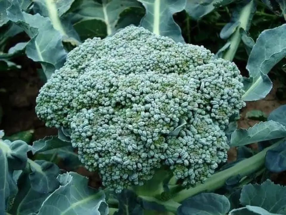 Broccoli Lucky Green